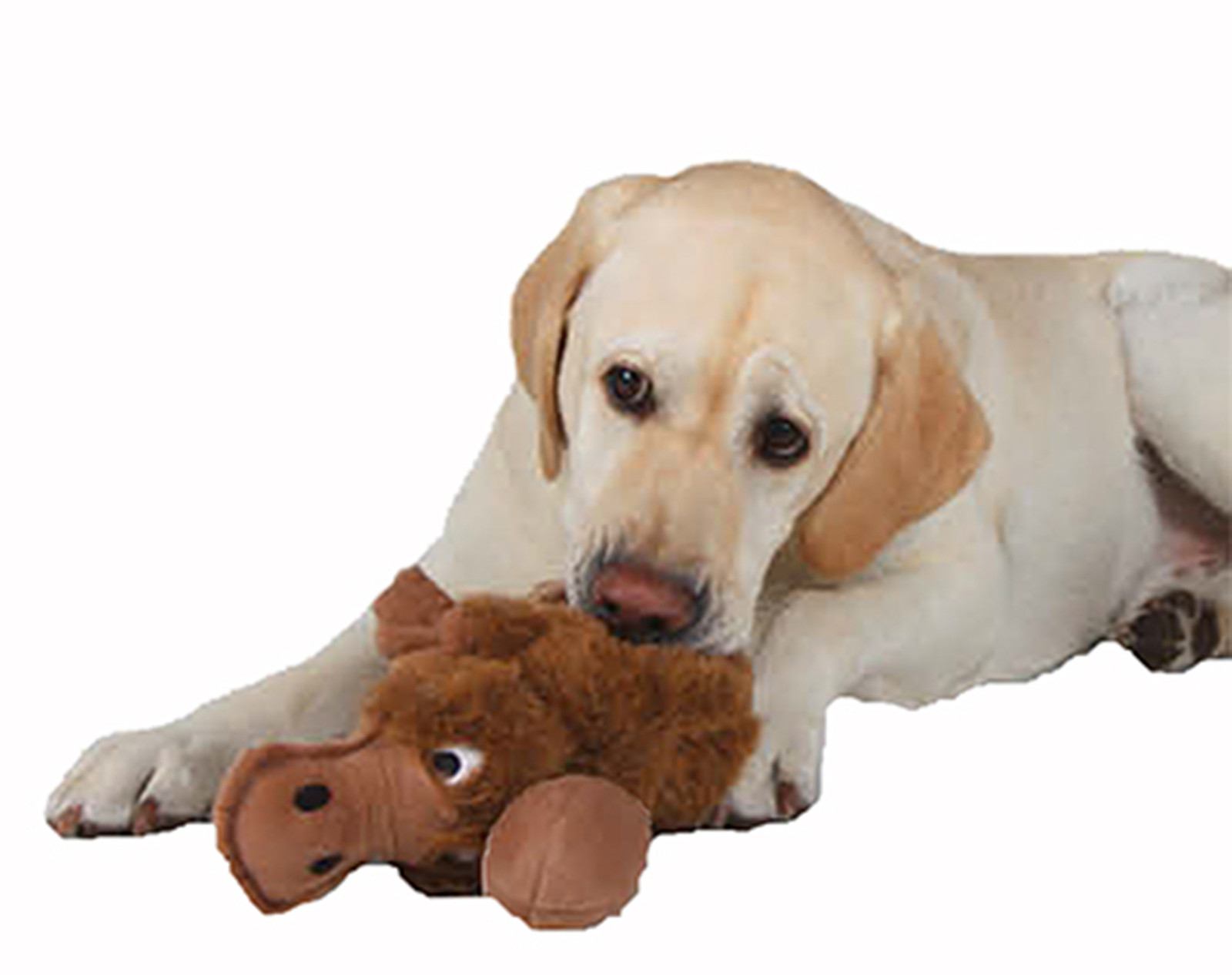 platypus dog toy with eggs